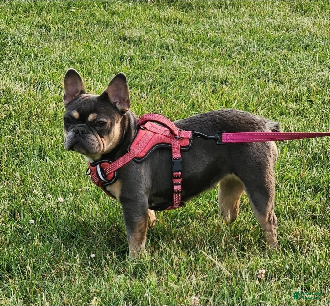 French Bulldog dogs for sale: French Bulldog Puppy 1 - Ad 1