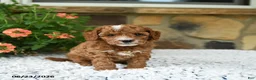 Cavapoo dogs for sale: William - Ad 2