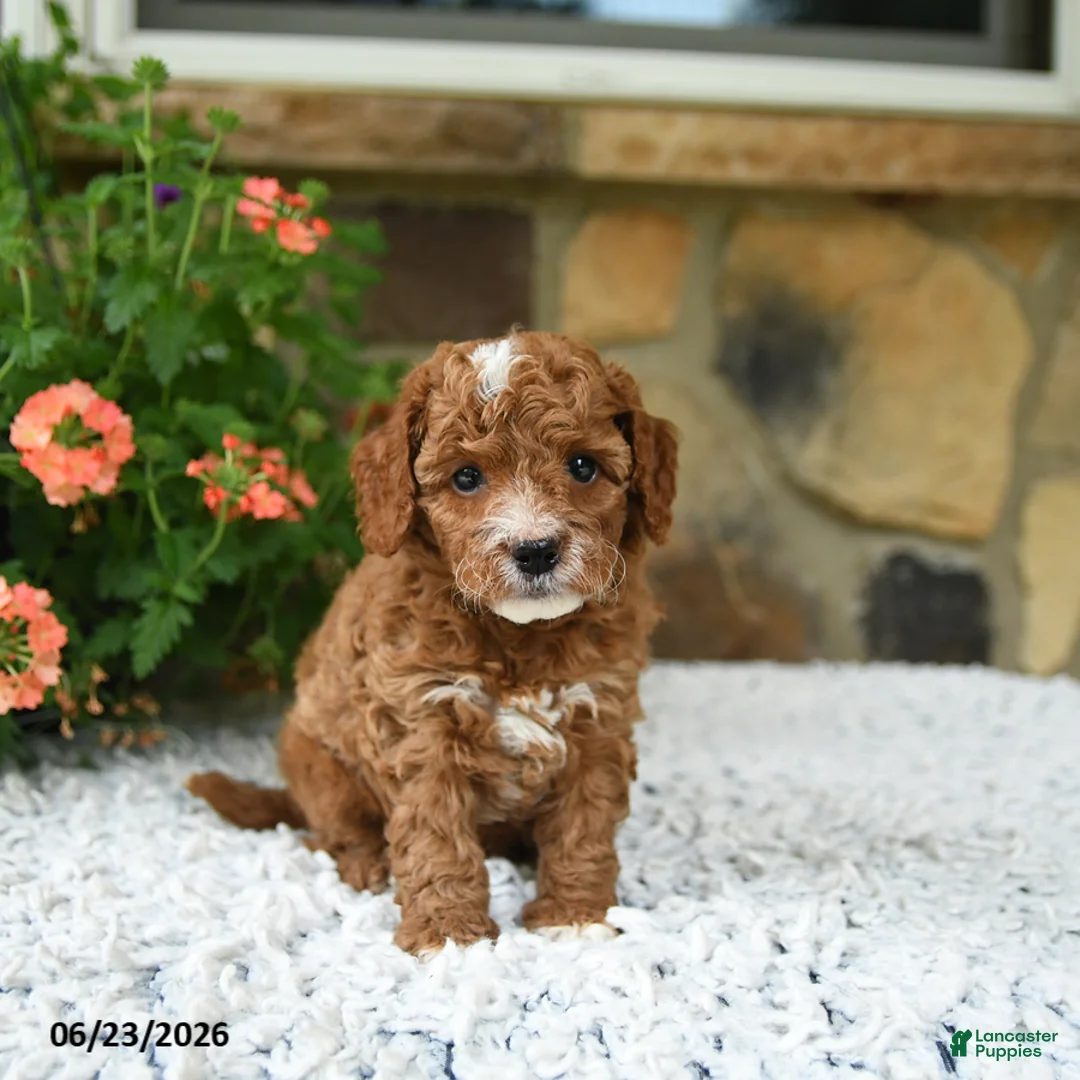Cavapoo dogs for sale: William - Ad 2