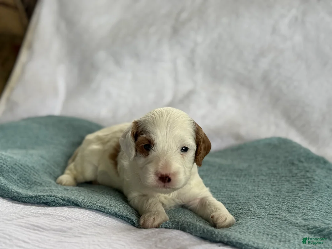 Cavapoo dogs for sale: Alfie - Ad 6