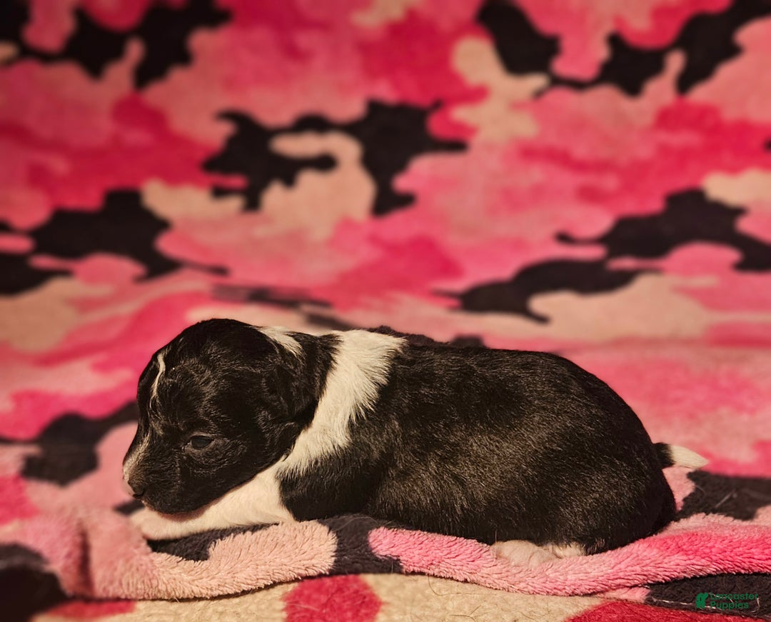 Chihuahua dogs for sale: Cindy - Ad 9