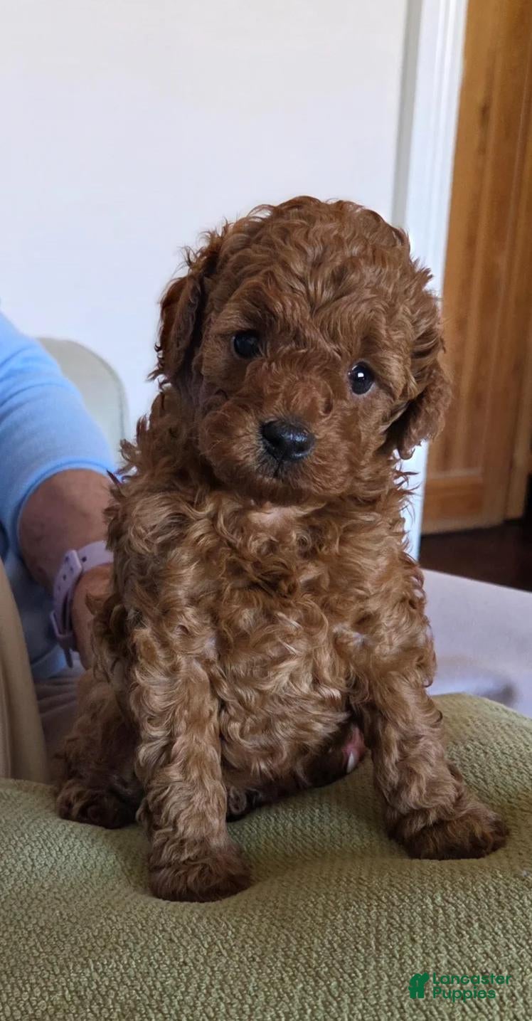 Cavapoo dogs Maya - Ad 25
