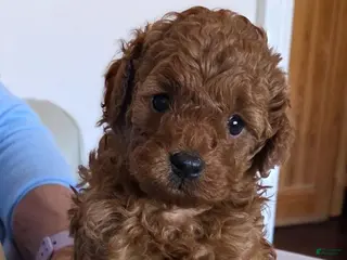 Cavapoo dogs Maya - Ad 25