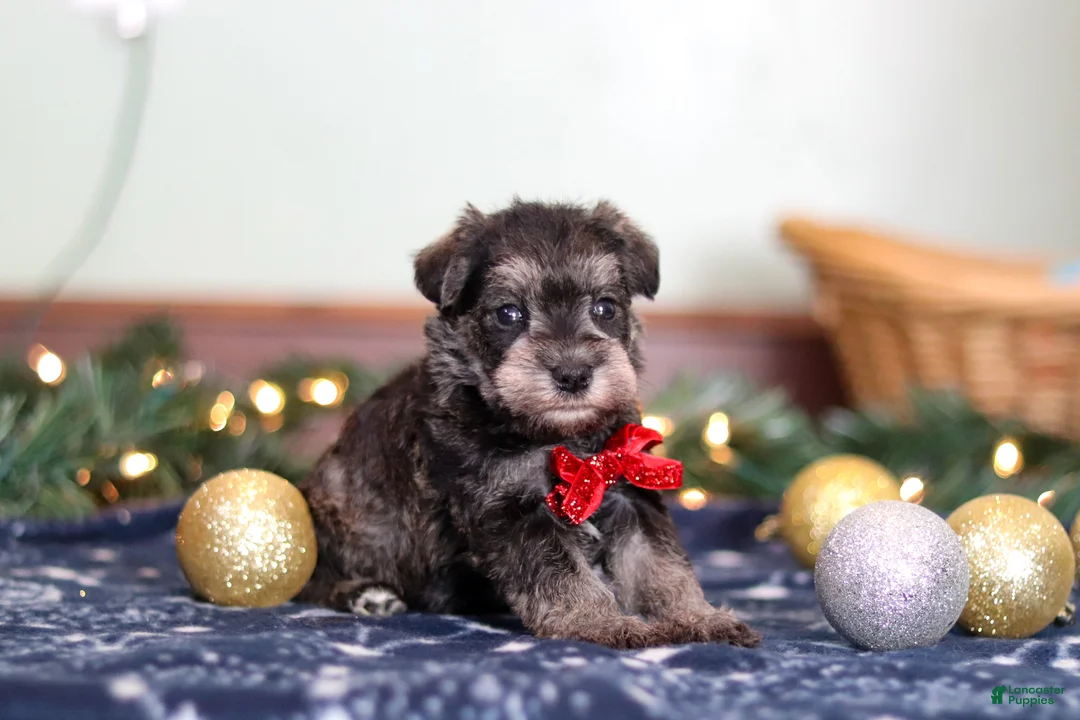 Miniature Schnauzer dogs for sale: Trace - Ad 6