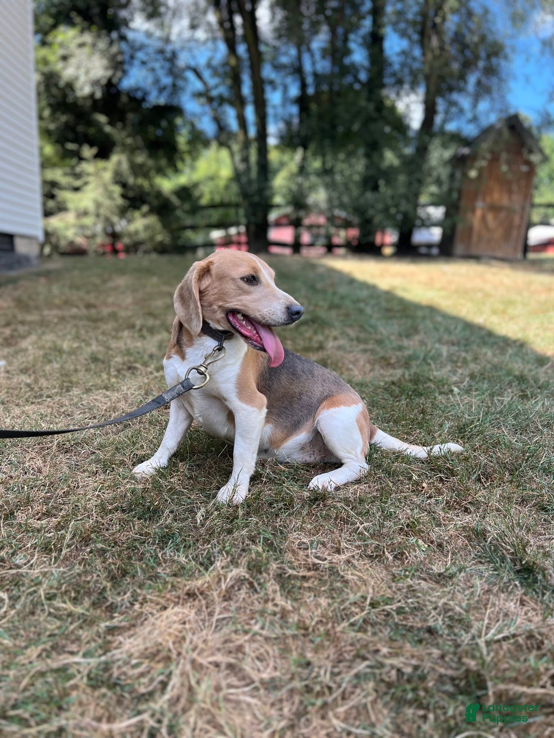 Beagle dogs for sale: Daisy - Ad 3