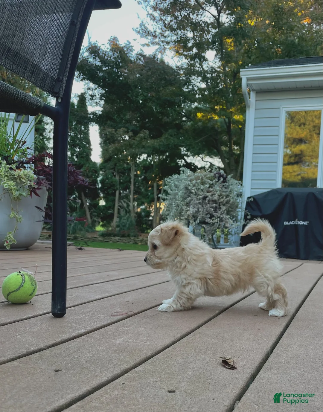 Maltipoo dogs for sale: Teddy - Ad 2
