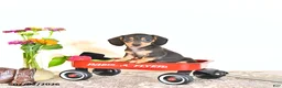 Miniature Dachshund dogs for sale: Rosey - Ad 4