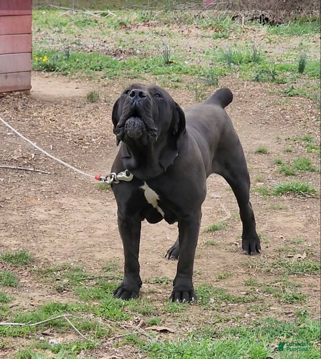 South African Boerboels dogs South African Boerboels Puppy 1 - Ad 7