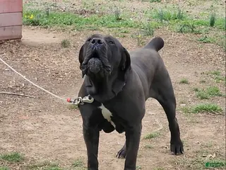 South African Boerboels dogs South African Boerboels Puppy 1 - Ad 7