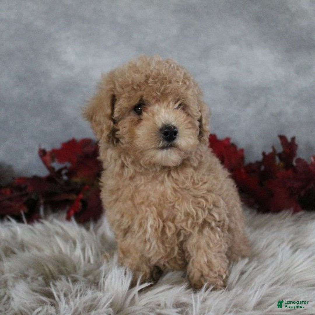 Toy Poodle dogs for sale: Travis - Ad 3