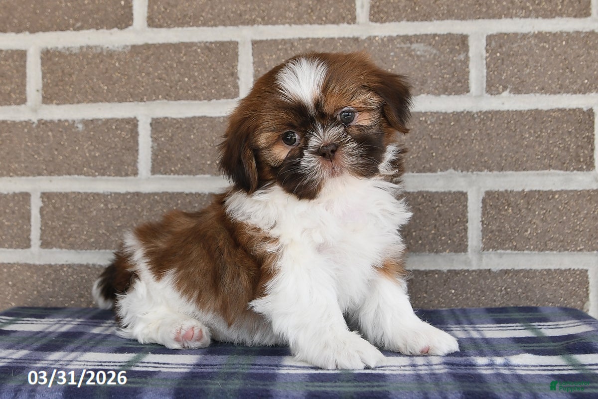 Shih Tzu dogs Tulip - Ad 1