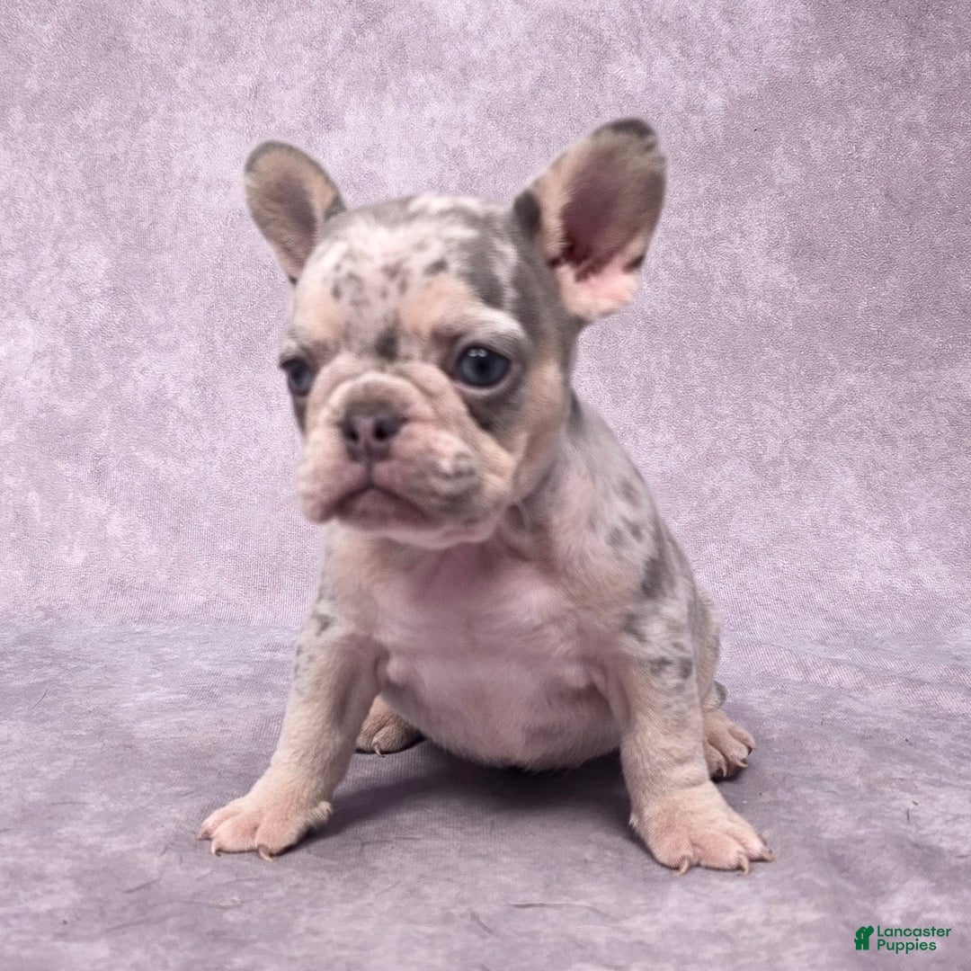 French Bulldog dogs for sale: Millie - Ad 7