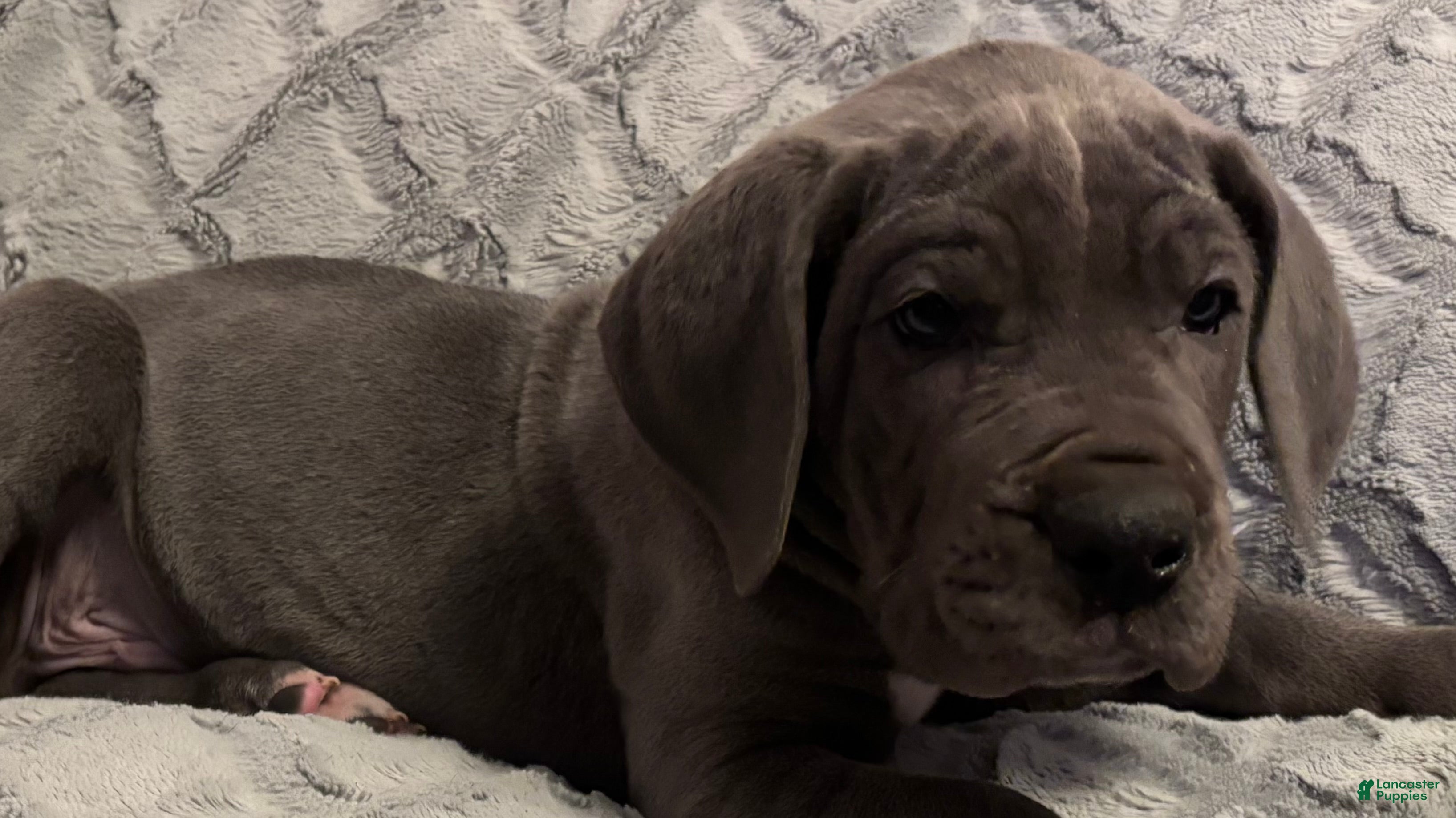 Great Dane dogs Baloo - Ad 1