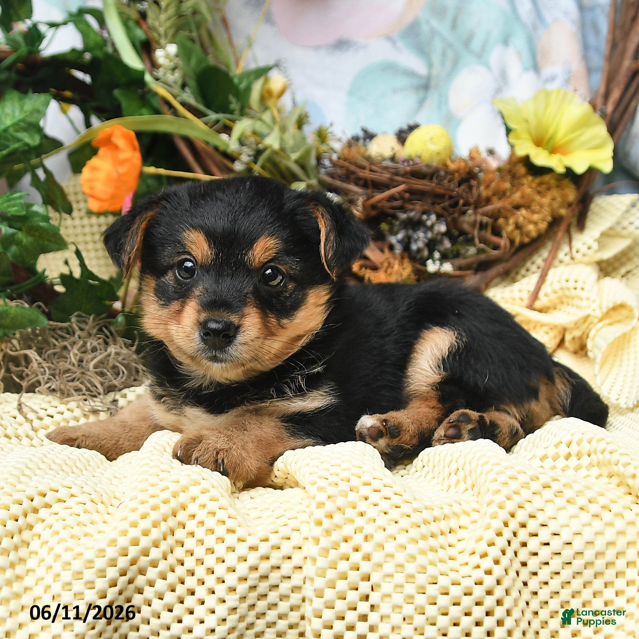 Yorkiepoo dogs Iris - Ad 2