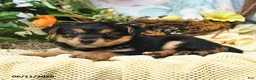 Yorkiepoo dogs for sale: Iris - Ad 2