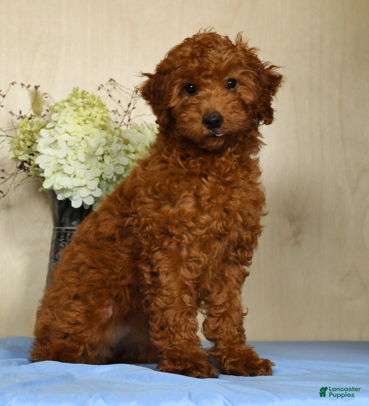 Miniature Poodle Pomapoo Hypoallergenic Miniature Poodle Dogs And