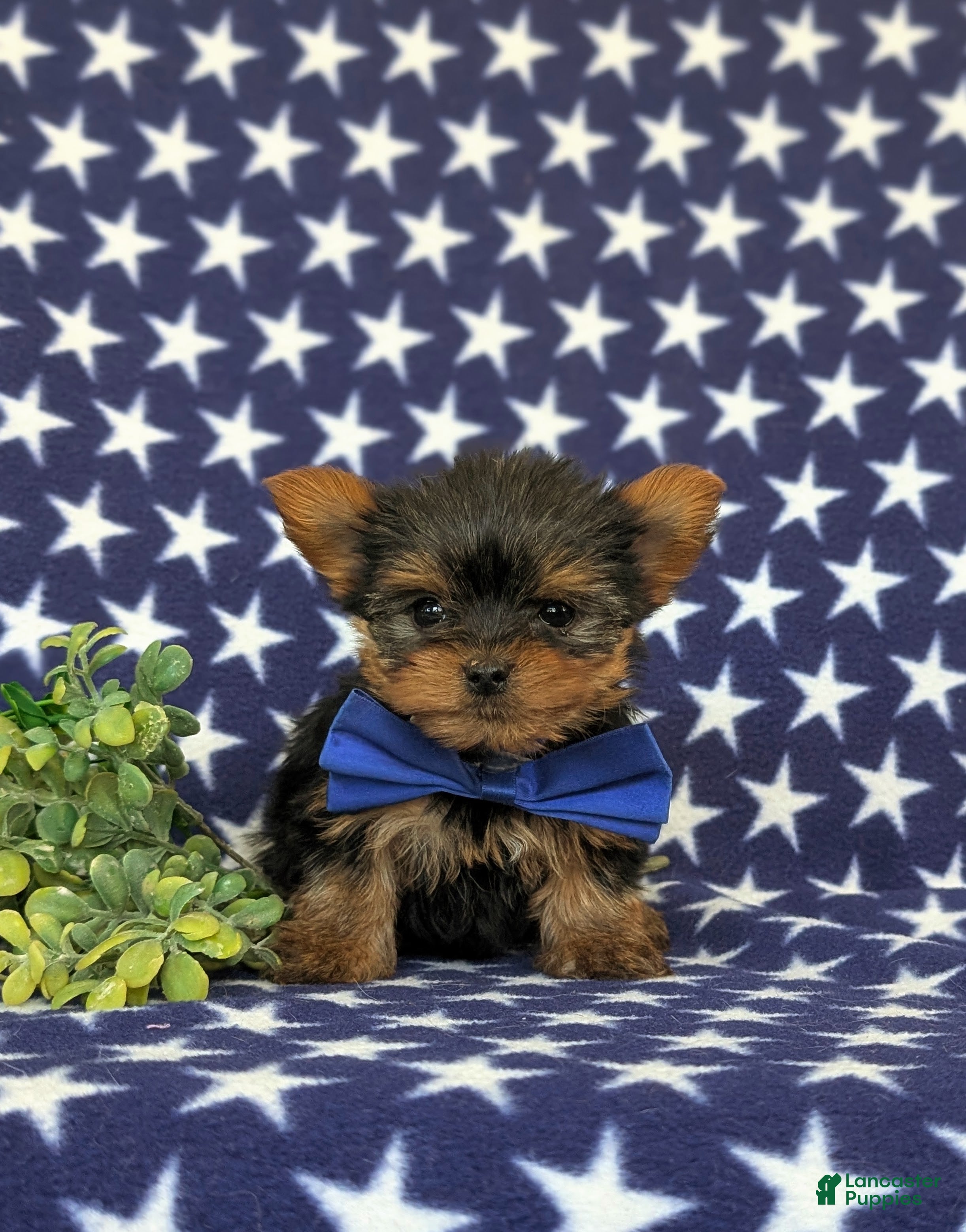 Yorkshire Terrier dogs Kendrik 7 lbs Full Grown - Ad 2