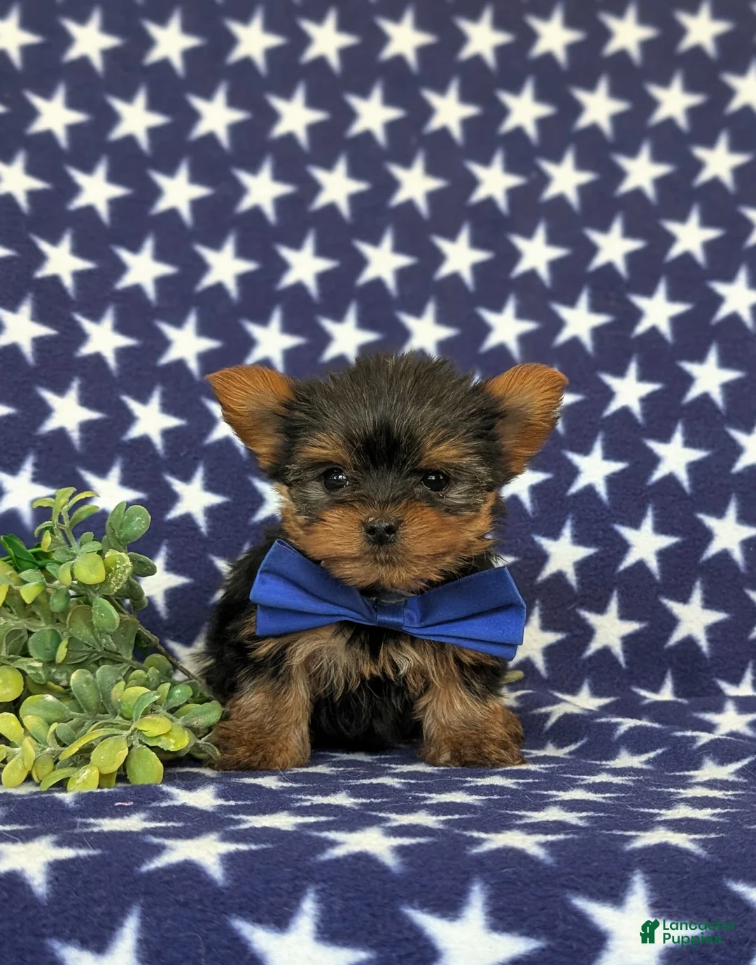 Yorkshire Terrier dogs for sale: Kendrik 7 lbs Full Grown - Ad 2