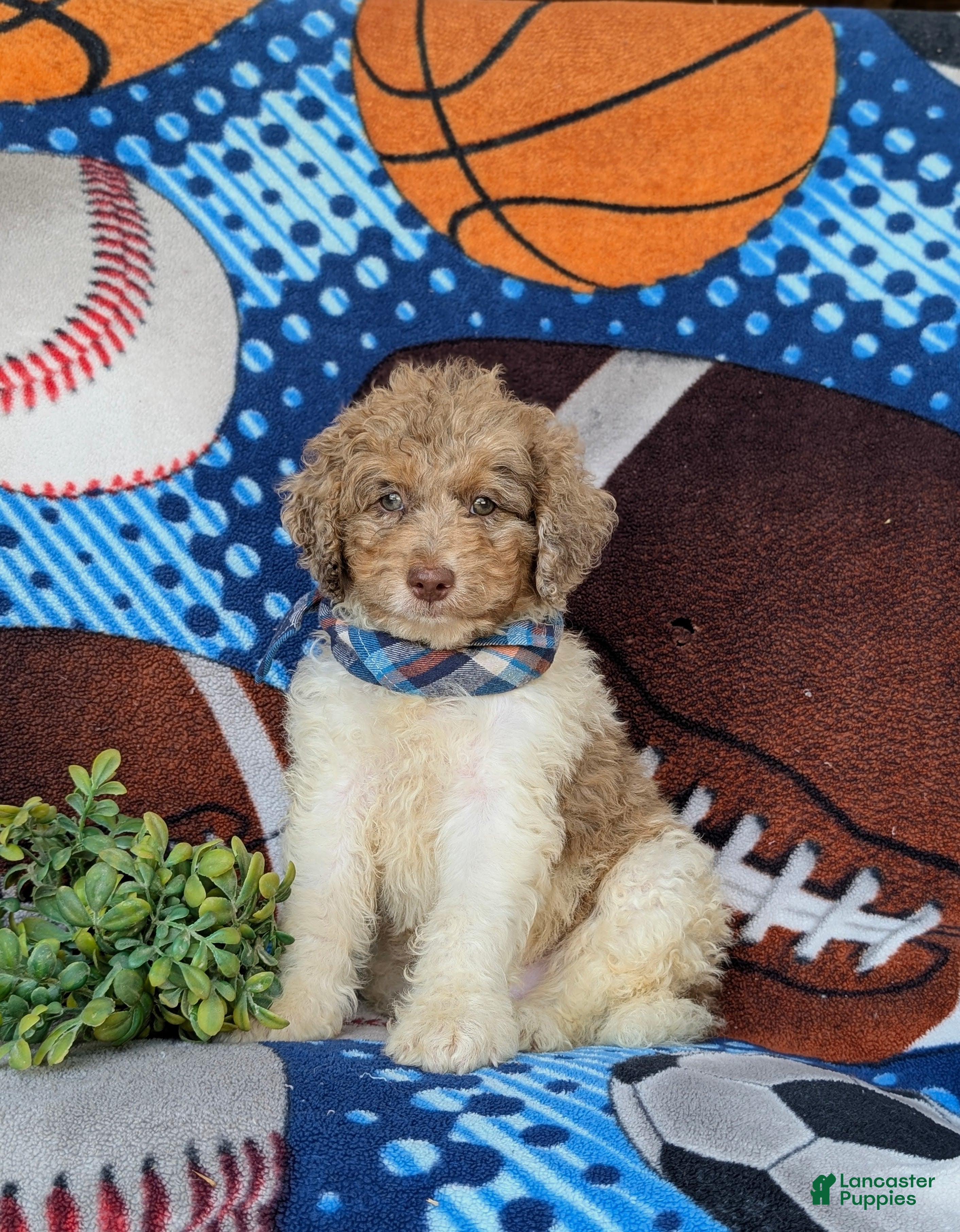 Mini Bernedoodle dogs for sale: Cagney Hypoallergenic - Ad 2