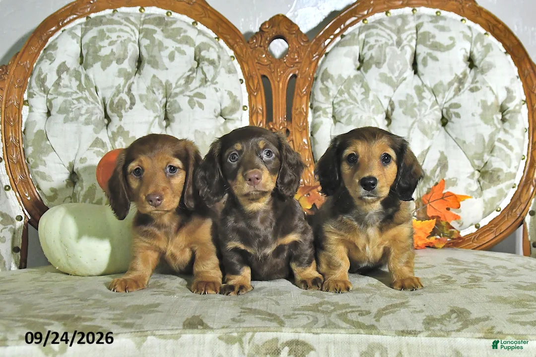 Miniature Dachshund dogs for sale: Willow - Ad 5