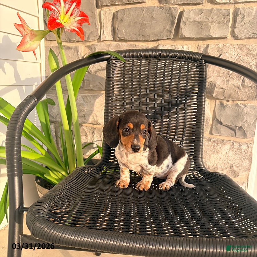 Miniature Dachshund dogs Julia - Ad 2