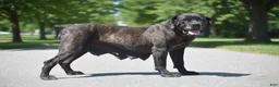 Cane Corso dogs for sale: Cooper - Ad 5