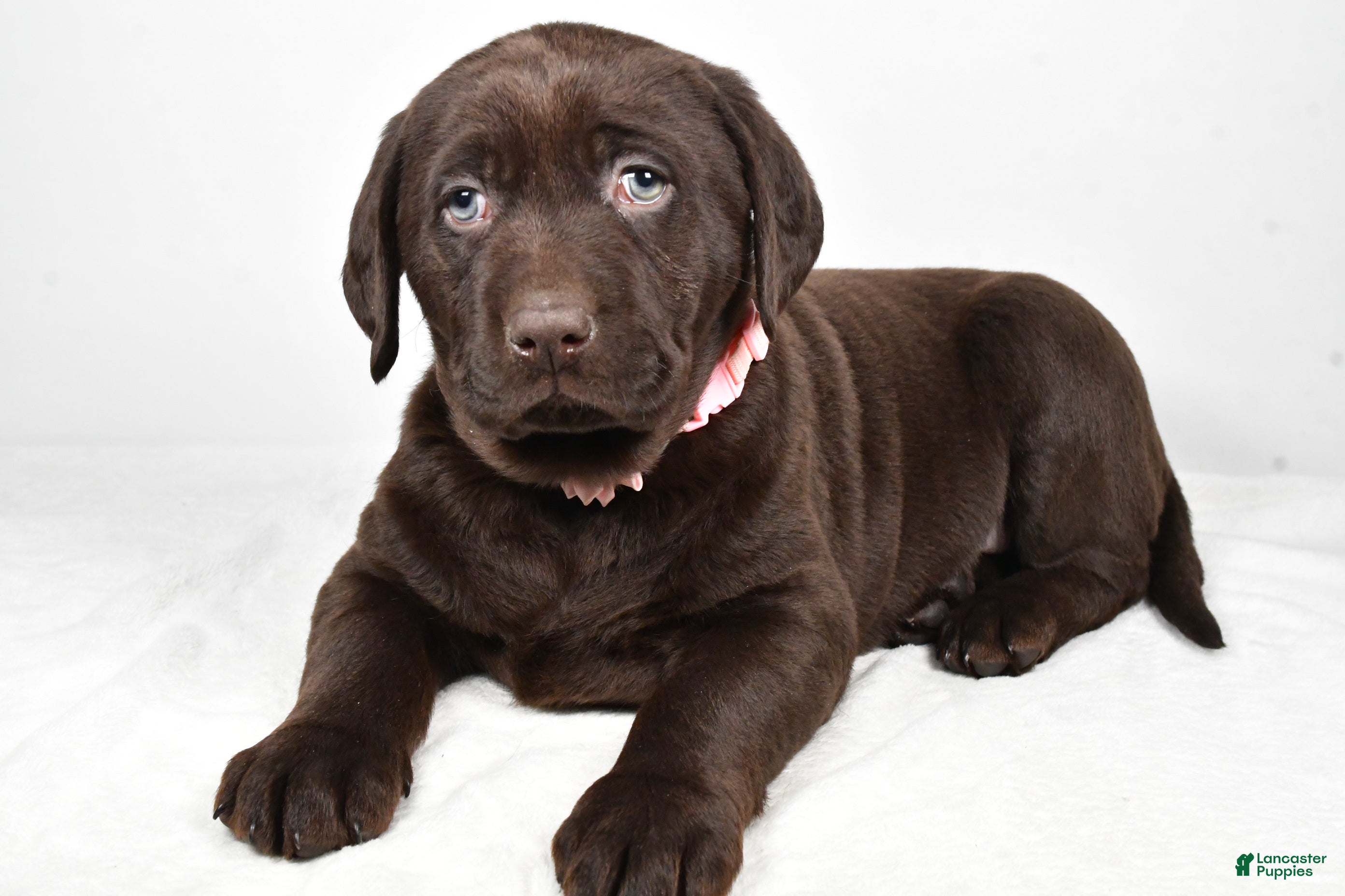 Labrador Retriever dogs Nova - Ad 14