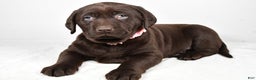 Labrador Retriever dogs for sale: Nova - Ad 1