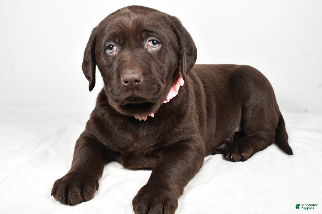 Labrador Retriever dogs for sale: Nova - Ad 1