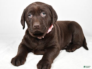 Labrador Retriever dogs Nova - Ad 14