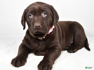 Labrador Retriever dogs Nova - Ad 32