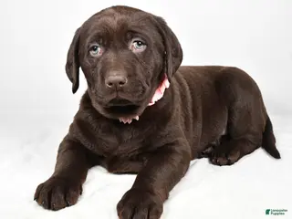 Labrador Retriever dogs Nova - Ad 37