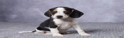 Beagle dogs for sale: Simon - Ad 3