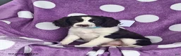 English Springer Spaniel dogs for sale: Penny - Ad 5