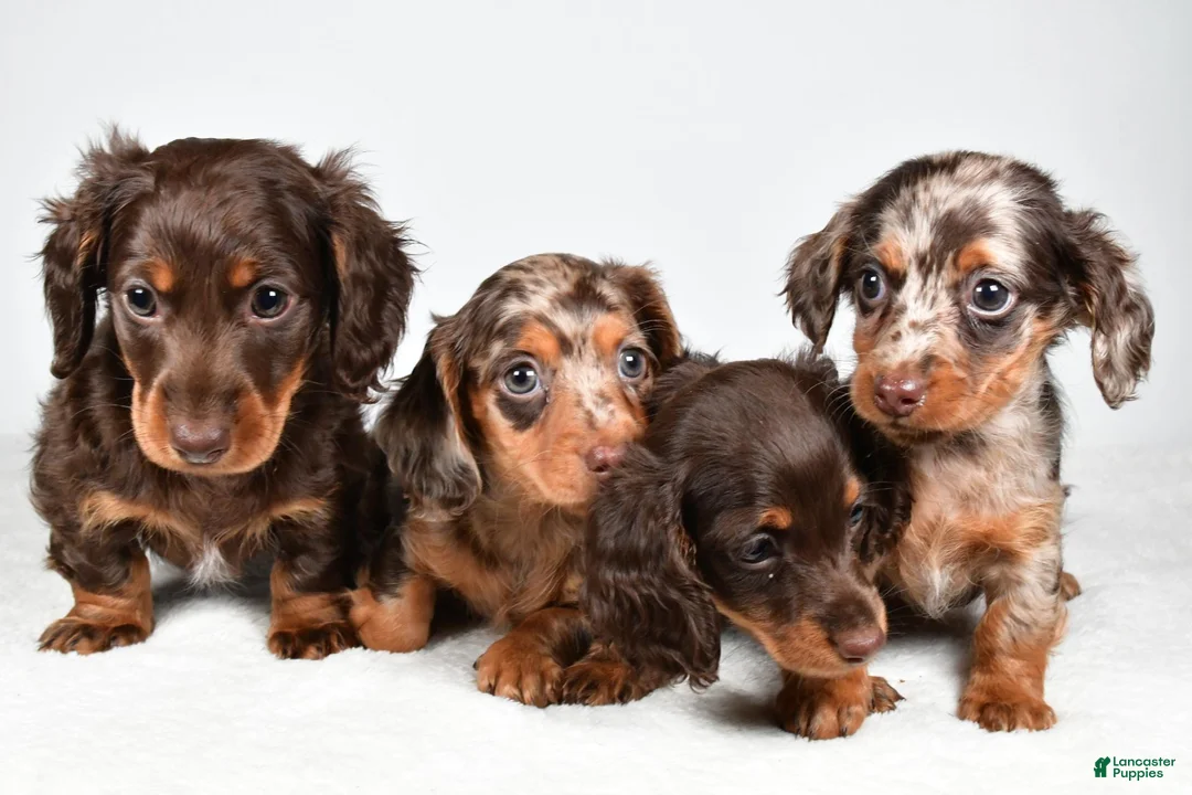 Miniature Dachshund dogs for sale: Sage - Ad 13