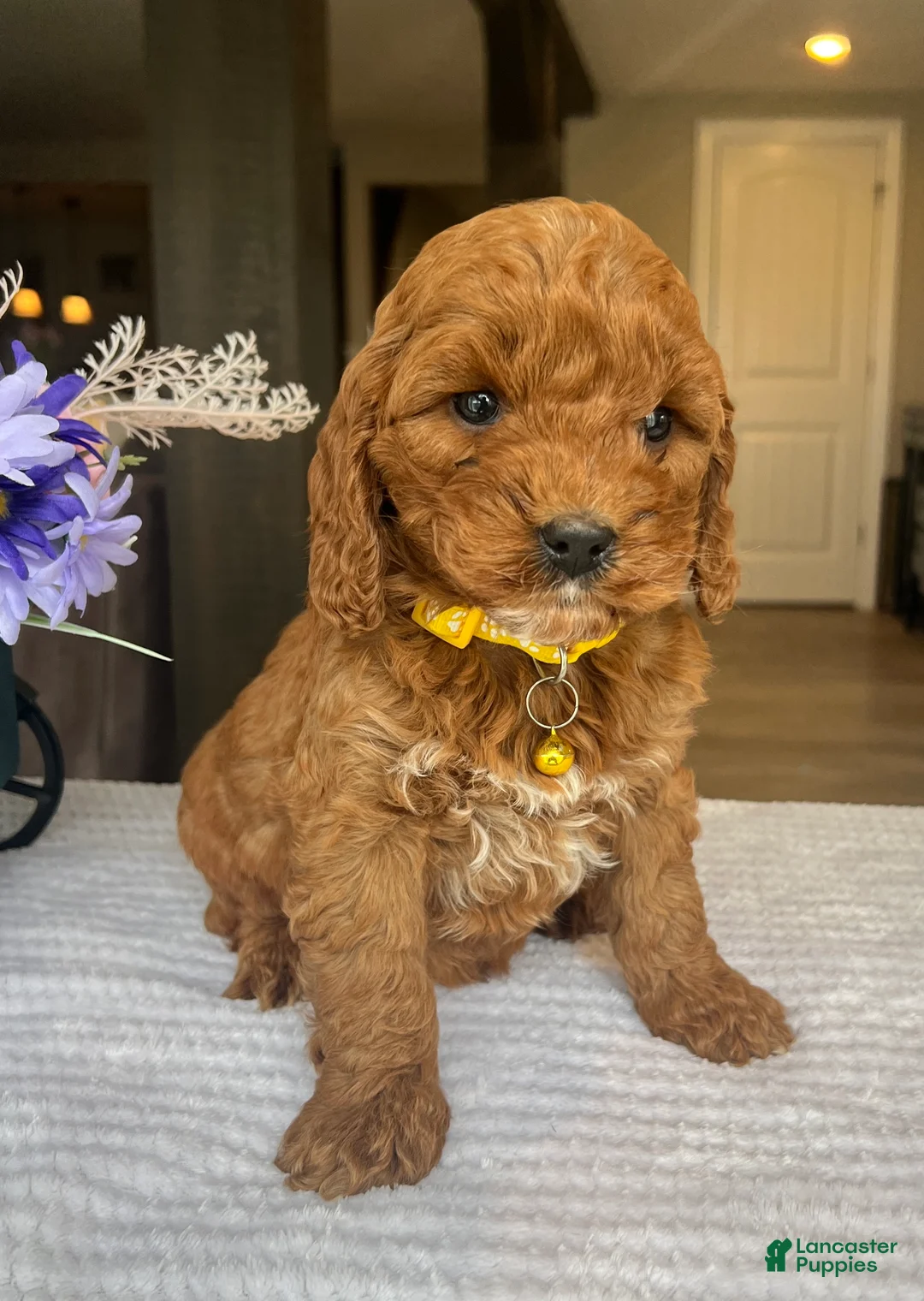 Mini Goldendoodle dogs for sale: Haisley  - Ad 3