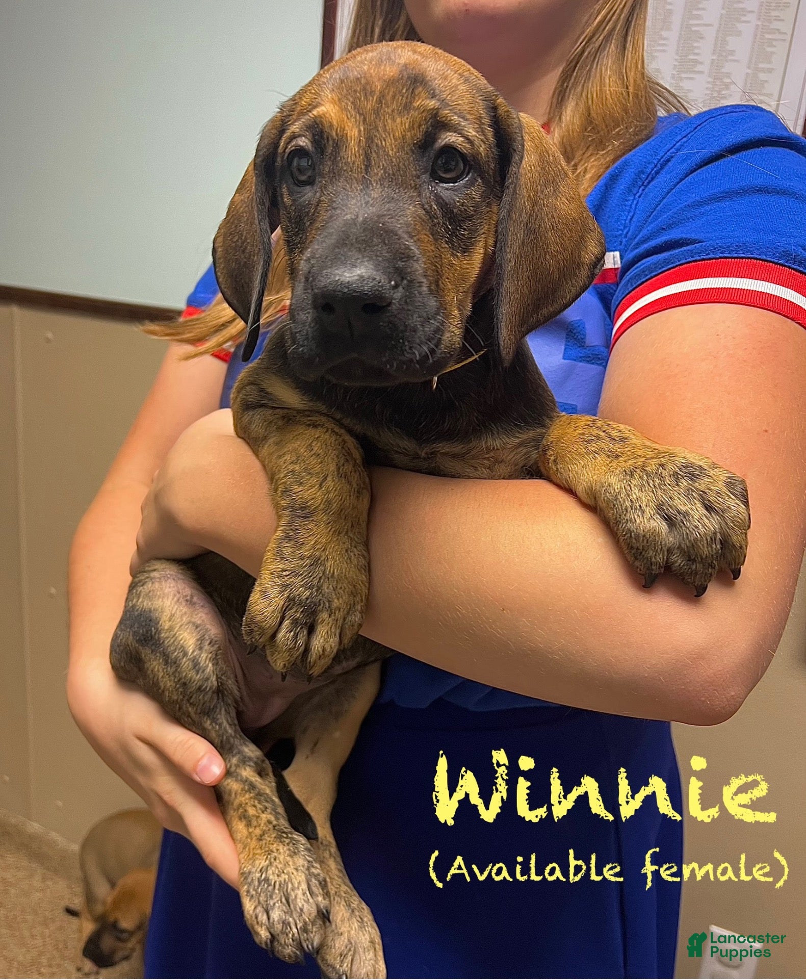 Great Dane dogs Winnie - Ad 13