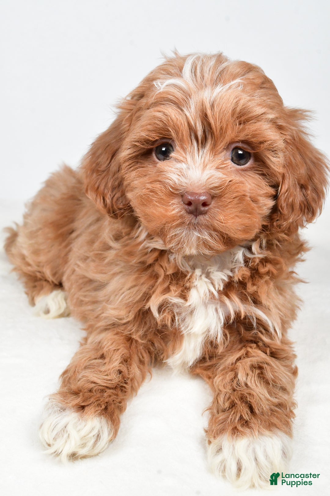 Shihpoo dogs for sale: Jackson - Ad 4