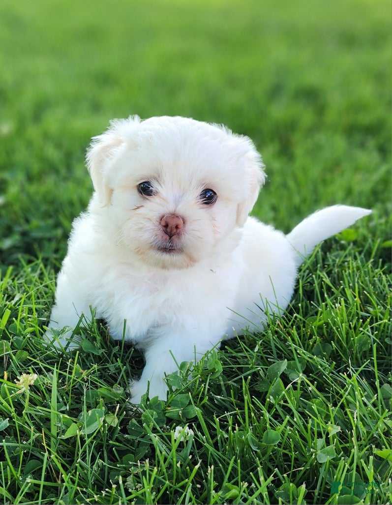 Teddy Bear dogs Bennington - Ad 1
