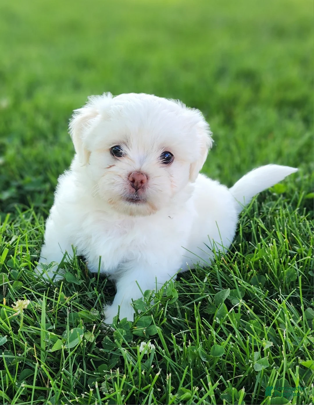 Teddy Bear dogs for sale: Bennington - Ad 1
