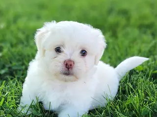 Teddy Bear dogs for sale: Bennington - Ad 1