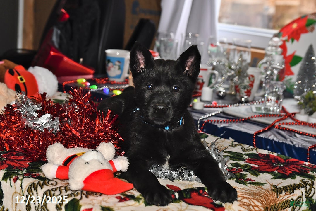 Belgian Malinois dogs for sale: Sarge - Ad 6