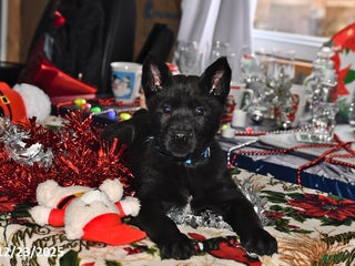 Belgian Malinois dogs Sarge - Ad 5