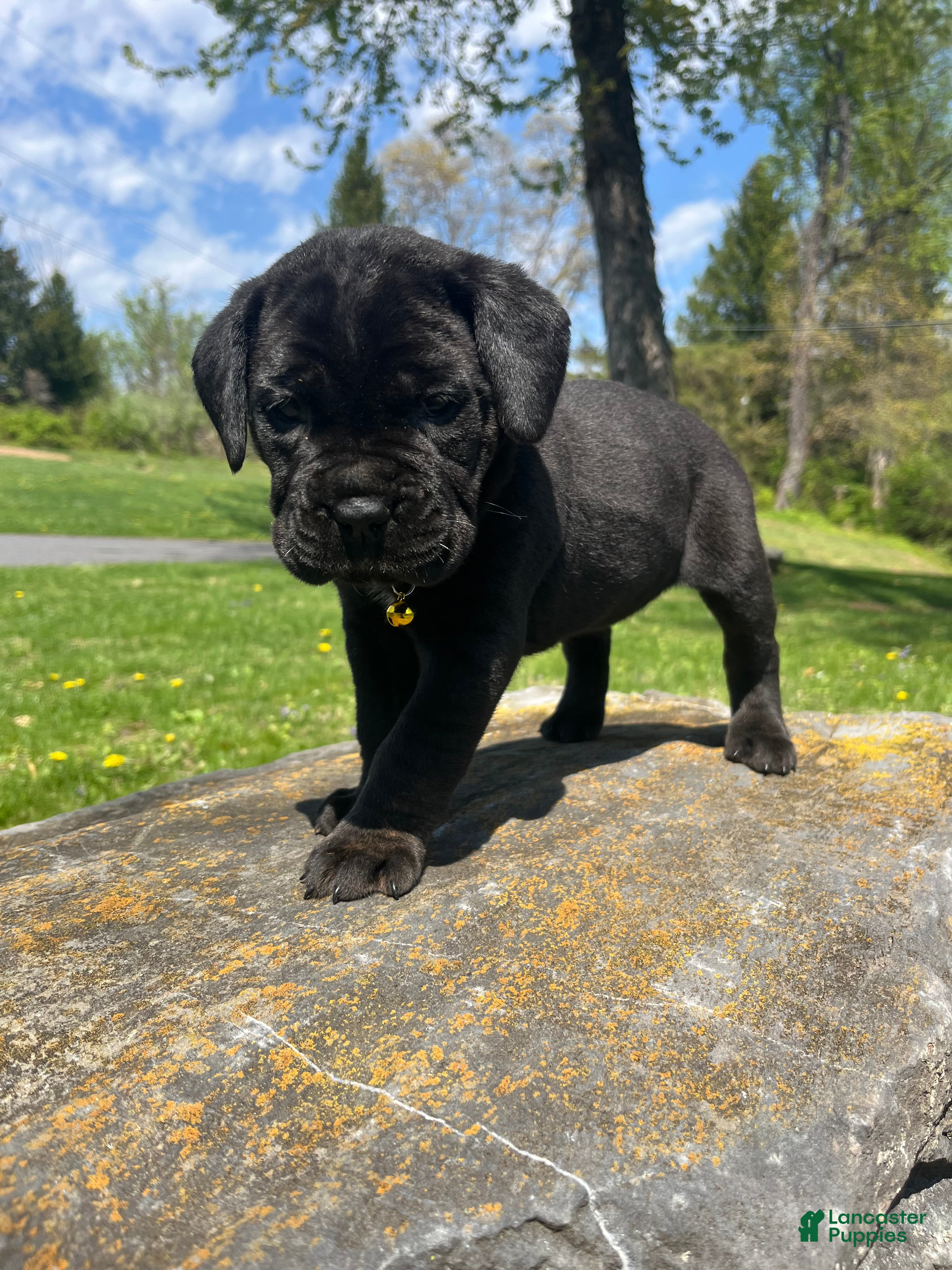 Cane Corso dogs Stella - Ad 2