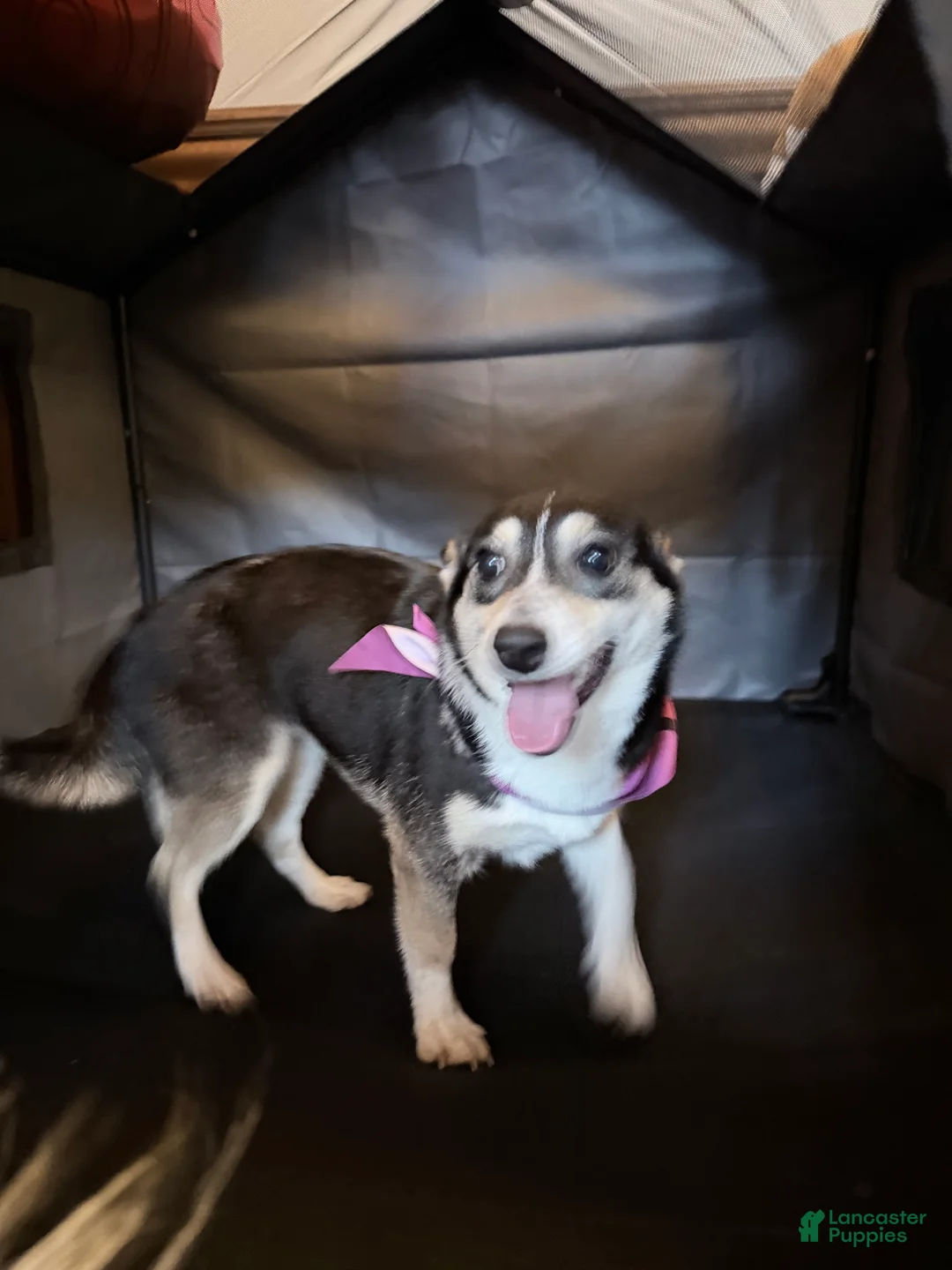 American Corgi dogs for sale: Suzie - Ad 2