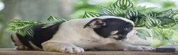 Olde English Bulldogge dogs for sale: Anubis - Ad 7