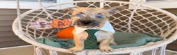 Cairn Terrier dogs for sale: Joe - Ad 1