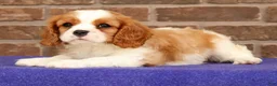 Cavalier King Charles Spaniel dogs for sale: Silas - Ad 4