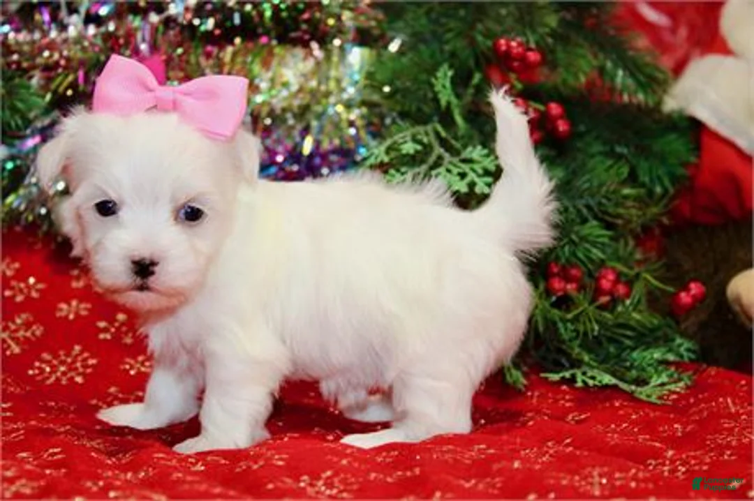 Maltese dogs for sale: Maltese Puppy 3 - Ad 3