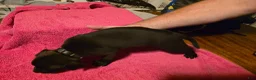 Mixed Breed dogs for sale: Hades - Ad 2